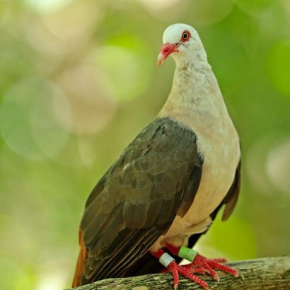 Endemic species at Ile aux Aigrettes