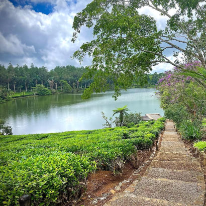 Domaine de Bois Chéri tea plantation in Mauritius