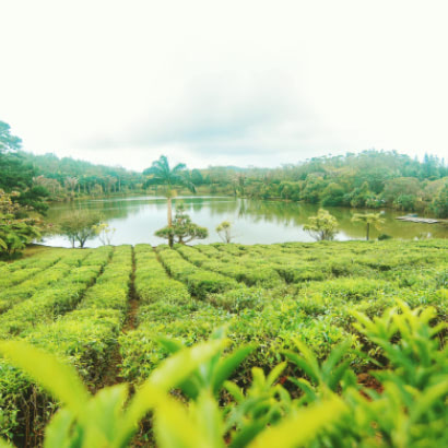 Domaine de Bois Chéri tea plantation in Mauritius