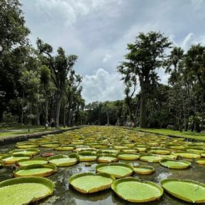 Pamplemousses Botanical Garden