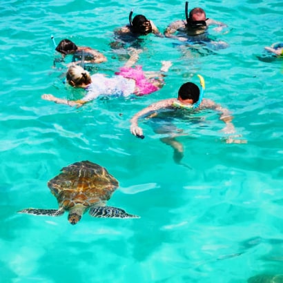 Swim with Turtles